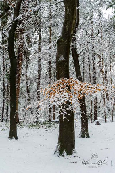 2026-01-03 - Het laatste beetje kleur<br/>Zeisterbos - Zeist - Nederland<br/>Canon EOS R6m2 - 40 mm - f/6.3, 1/80 sec, ISO 800