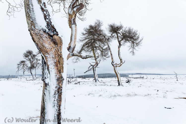 Witte Witte