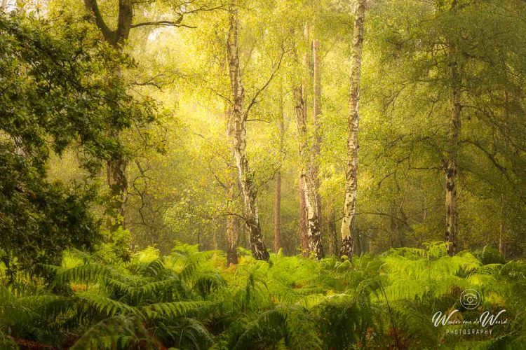 2024-09-07 - Sfeervol bos met berken<br/>Nederland<br/>Canon EOS R5 - 85 mm - f/8.0, 0.3 sec, ISO 100