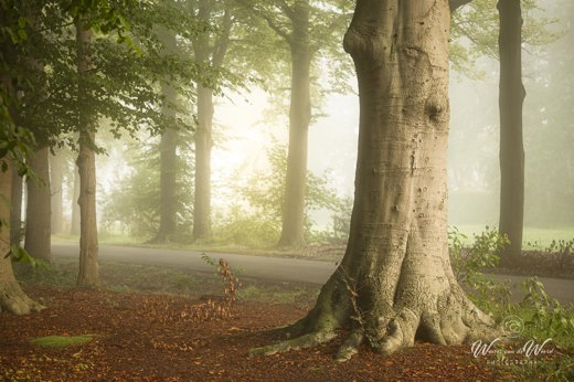 2021-10-08 - Karakteristieke boom op een sfeervolle ochtend<br/>Den Treek - Leusden - Nederland<br/>Canon EOS 5D Mark III - 100 mm - f/5.6, 0.25 sec, ISO 160