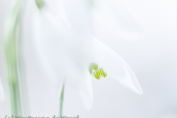 Sneeuwklokjes