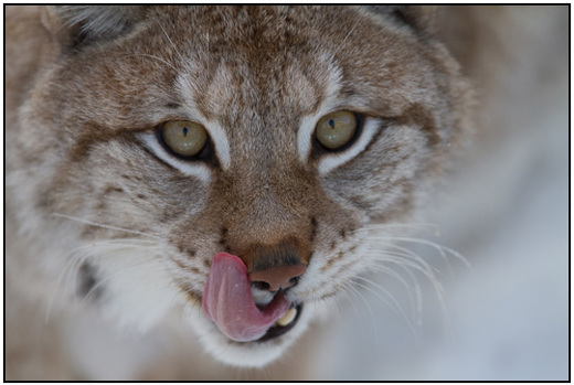 2011-02-10 - Close-up portret van een Lynx<br/>Ranua Wildlife Park - Ranua - Finland<br/>Canon EOS 7D - 420 mm - f/4.0, 1/250 sec, ISO 200