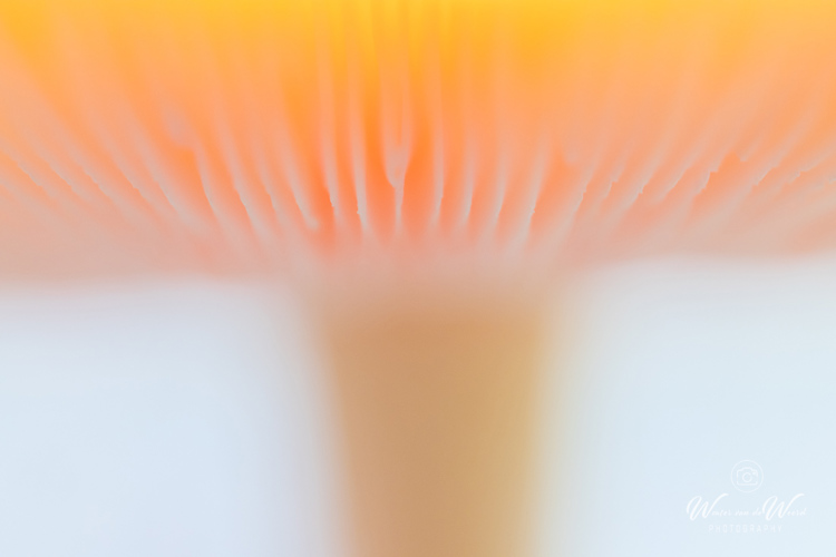 2025-10-10 - Vliegenzwam in zachte tinten<br/>Krakelingsebos - Zeist - Nederland<br/>Canon EOS R5 - 100 mm - f/2.8, 1/30 sec, ISO 1600
