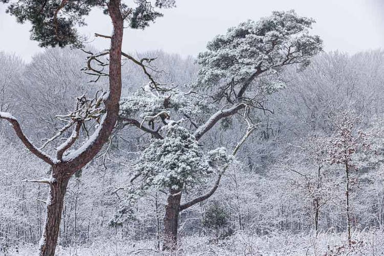 2023-01-20 - Vliegden in de sneeuw<br/>Kaapse Bossen - Doorn - Nederland<br/>Canon EOS R5 - 90 mm - f/8.0, 1/125 sec, ISO 1250