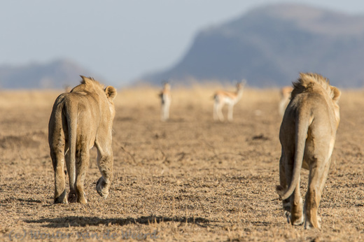 2015-10-21 - Op pad naar een shaduwplekje<br/>Serengeti - Tanzania<br/>Canon EOS 7D Mark II - 420 mm - f/5.6, 1/1000 sec, ISO 200