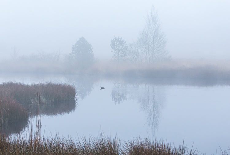 2015-03-20 - Meerkoet in een mistig ven<br/>Kootwijkerveen - Kootwijk - Nederland<br/>Canon EOS 5D Mark III - 100 mm - f/8.0, 1/60 sec, ISO 800