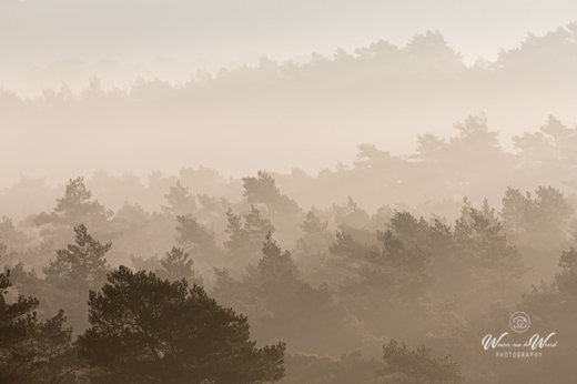 2021-03-20 - Door de bomen en mist het bos niet meer zien<br/>Brunsummerheide - Brunssum - Nederland<br/>Canon EOS 5D Mark III - 400 mm - f/8.0, 1/400 sec, ISO 200