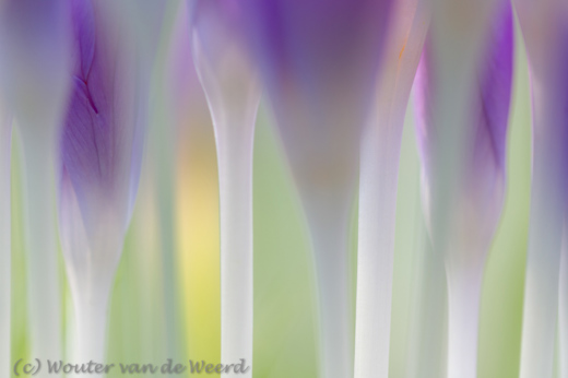 2014-02-17 - Creatief met abstracte krokussen en kleuren<br/>Landgoed Niënhof - Bunnik - Nederland<br/>Canon EOS 7D - 100 mm - f/3.2, 0.01 sec, ISO 200