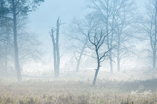 2021-03-24 - Boomsilhouetten in de mist<br/>Brunsummerheide - Brunssum - Nederland<br/>Canon EOS 5D Mark III - 241 mm - f/5.6, 1/320 sec, ISO 100