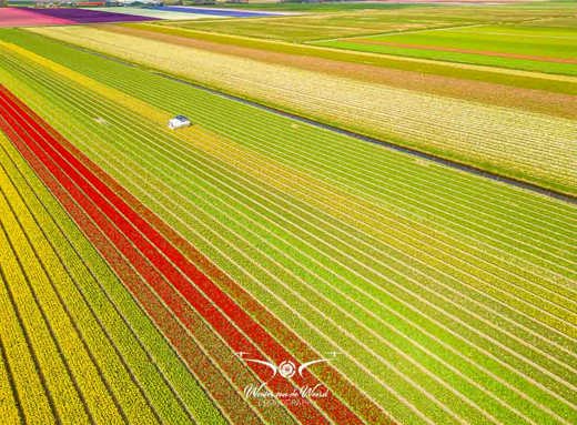 2023-04-18 - Bloembollenveld. gefotografeerd met drone<br/>Noord-Holland - Nederland<br/>FC3582 - 6.7 mm - f/1.7, 1/2000 sec, ISO 100