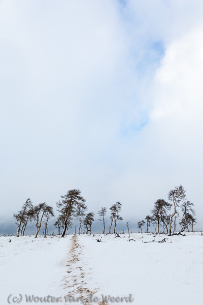 2015-01-30 - Blauwe lucht boven de bomen<br/>Noir Flohay - Baraque Michel - België<br/>Canon EOS 5D Mark III - 31 mm - f/11.0, 1/125 sec, ISO 200