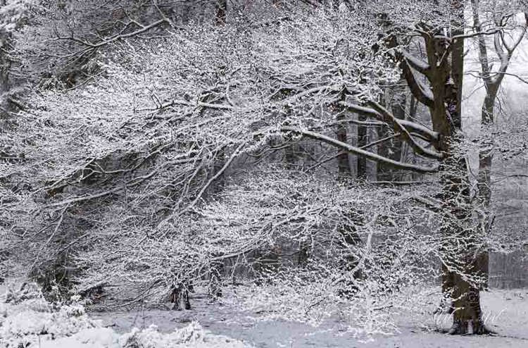 2023-01-20 - Besneeuwde takjes als fijne kant<br/>Kaapse Bossen - Doorn - Nederland<br/>Canon EOS R5 - 70 mm - f/8.0, 1/80 sec, ISO 1250