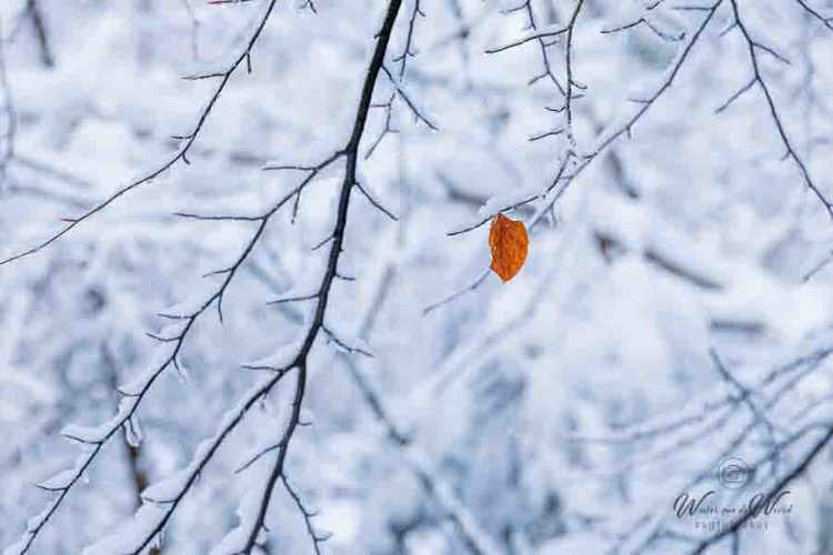2026-01-04 - Laatste restje herfst in de winter<br/>Bornia -Heidestein - Zeist - Nederland<br/>Canon EOS R6m2 - 200 mm - f/8.0, 0.01 sec, ISO 800