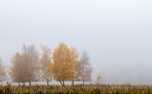 2012-11-19 - Gele berken in de mist<br/>Plantage Willem III - Elst - Nederland<br/>Canon EOS 7D - 40 mm - f/8.0, 1/160 sec, ISO 400