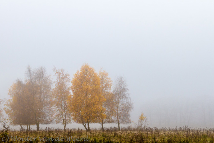 Herfstkleuren