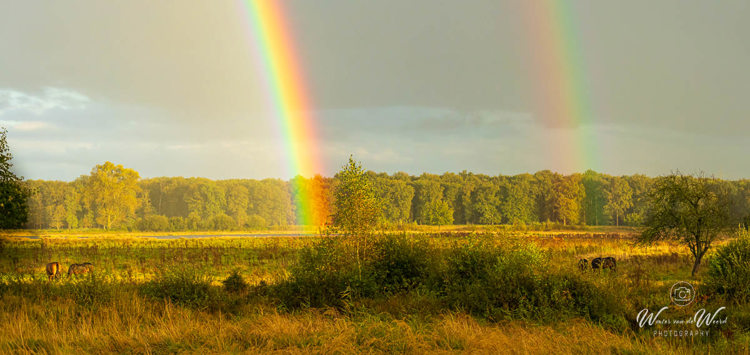 2024-09-28 - Dubbele regenboog<br/>Weerterbos - Nederweert - Nederland<br/>Canon EOS R6m2 - 100 mm - f/5.6, 1/1000 sec, ISO 3200