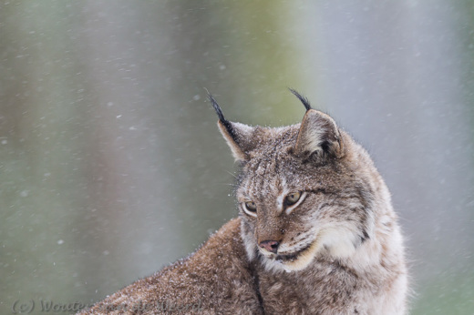2013-01-20 - Lynx in een sneeuwbui<br/>Biotopwildpark Anholter Schweiz - Isselburg - Duitsland<br/>Canon EOS 7D - 300 mm - f/2.8, 1/500 sec, ISO 400