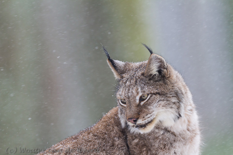 Wildpark Wildpark