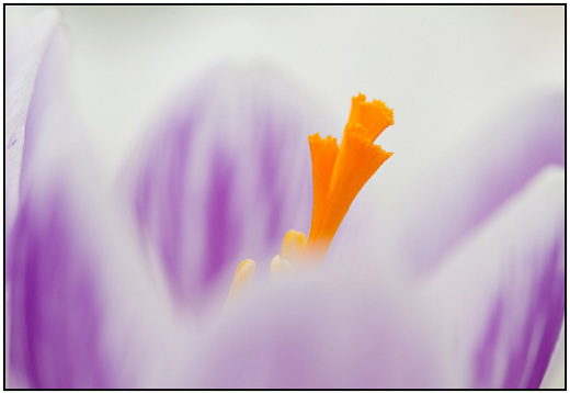 2011-03-14 - Oranje stamper in een krokus<br/>Zeist - Nederland<br/>Canon EOS 7D - 100 mm - f/4.0, 1/320 sec, ISO 400