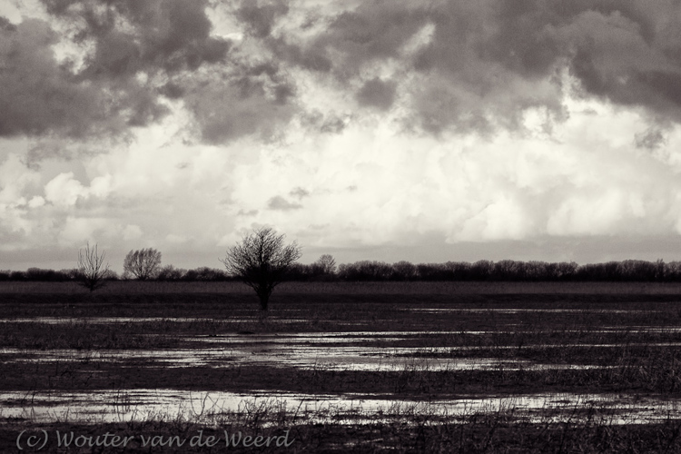 2012-01-02 - Triest, nat landschap<br/>Oostvaardersplassen - Lelystad - Nederland<br/>Canon EOS 7D - 100 mm - f/6.3, 1/800 sec, ISO 400