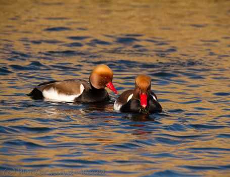 Krooneenden, Krooneenden,