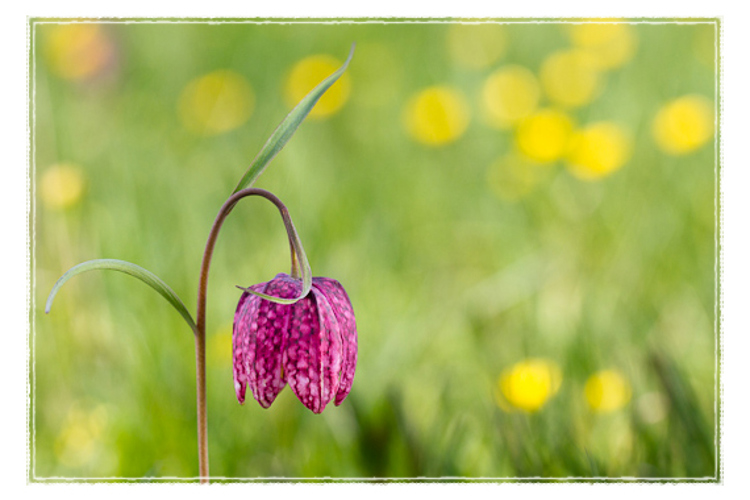 Kievitsbloemen
