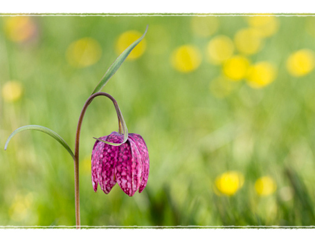 Kievitsbloemen Kievitsbloemen