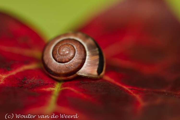 2011-11-13 - Rood herfstblad (Elfenbloem - Epimedium) met slakje<br/>Thuis - Zeist - Nederland<br/>Canon EOS 7D - 100 mm - f/2.8, 1/30 sec, ISO 200