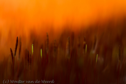 2013-03-04 - Ruig haarmos - in vuur en vlam<br/>Loonse en Drunense duinen - Loon op Zand - Nederland<br/>Canon EOS 7D - 100 mm - f/3.5, 1/320 sec, ISO 200