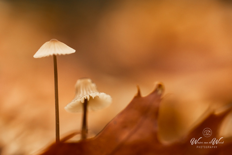 2025-10-10 - Hoedje in de herfst<br/>Krakelingsebos - Zeist - Nederland<br/>Canon EOS R5 - 100 mm - f/2.8, 1/80 sec, ISO 800