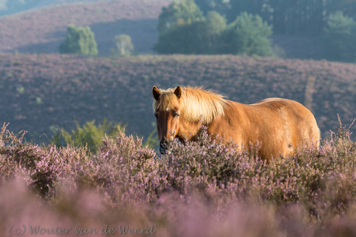 2014-08-23 - Paard op de heide<br/>Veluwezoom - Posbank - Rheden - Nederland<br/>Canon EOS 5D Mark III - 250 mm - f/8.0, 0.01 sec, ISO 200