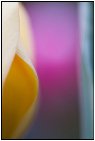 2011-04-28 - Abstracte tulp<br/>Thuis - Zeist - Nederland<br/>Canon EOS 7D - 100 mm - f/2.8, 0.05 sec, ISO 800