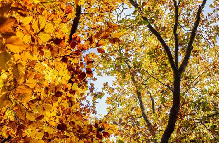 2025-11-07 - De kleuren als je omhoog kijkt<br/>Erfgooiersbos - Hilversum - Nederland<br/>Canon EOS R5 - 80 mm - f/8.0, 1/30 sec, ISO 400