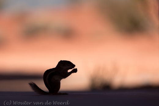 2014-07-21 - Chipmunk<br/>Valley of Fire State Park - Overton - Verenigde Staten<br/>Canon EOS 5D Mark III - 200 mm - f/4.0, 1/1250 sec, ISO 200