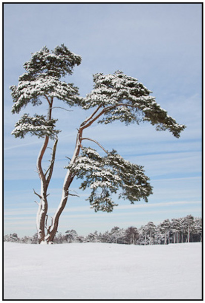 2009-12-21 - Vliegden in de sneeuw<br/>Heidestein - Zeist - Nederland<br/>Canon EOS 50D - 24 mm - f/6.3, 1/500 sec, ISO 400