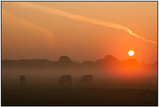 2011-10-01 - Mistige zonsopkomst achter een weiland met koeien<br/>De Bilt - Nederland<br/>Canon EOS 7D - 80 mm - f/11.0, 1/160 sec, ISO 400