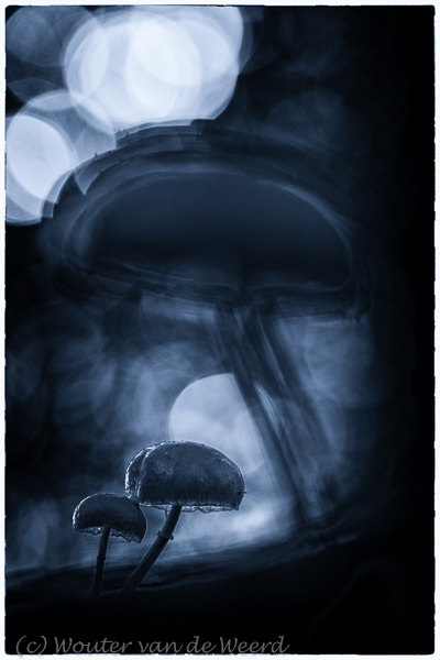 2013-09-30 - Porceleinzwammetjes in zwart-wit<br/>Landgoed Moersbergen - Doorn - Nederland<br/>Canon EOS 7D - 100 mm - f/4.0, 1/80 sec, ISO 400