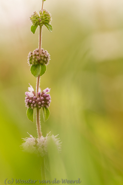 2013-09-08 - Phlomis<br/>De Uithof / Utrecht Science Park - Utrecht - Nederland<br/>Canon EOS 7D - 100 mm - f/4.0, 1/320 sec, ISO 200