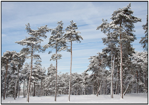 2009-12-21 - Besneeuwde bomen<br/>Heidestein - Zeist - Nederland<br/>Canon EOS 50D - 24 mm - f/8.0, 1/250 sec, ISO 400