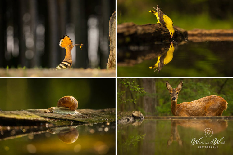 Fotohutten Bence Mate Hongarije - hop, wielewaal, slak en ree