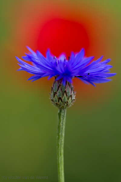 2013-05-04 - Korenbloem voor een klaproos<br/>Umbrië - Omgeving Panicale - Italië<br/>Canon EOS 7D - 100 mm - f/2.8, 1/640 sec, ISO 200