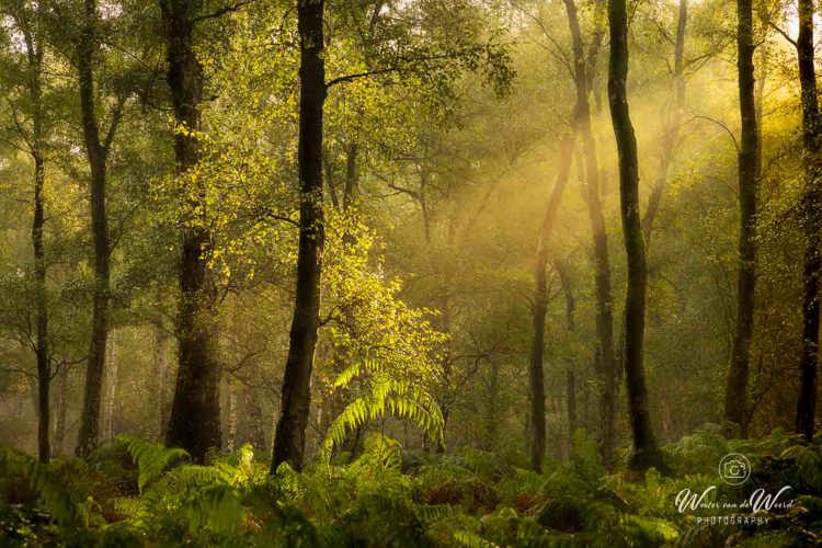 2024-09-07 - De S van Sunny<br/>Nederland<br/>Canon EOS R5 - 96 mm - f/8.0, 0.2 sec, ISO 100