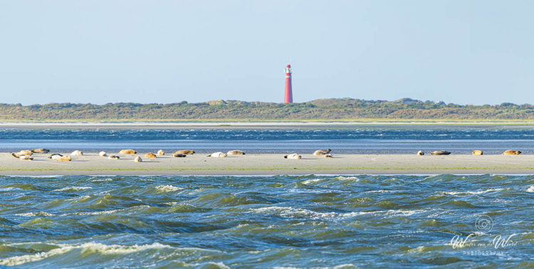 2026-08-05 - Zeehonden op zandplaat<br/>Waddenzee - Lauwersoog - Nederland<br/>Canon EOS R5m2 - 500 mm - f/8.0, 1/640 sec, ISO 500
