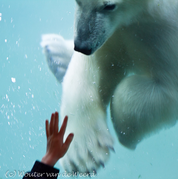 2011-09-25 - Contact<br/>Diergaarde Blijdorp - Rotterdam - Nederland<br/>Canon EOS 7D - 300 mm - f/2.8, 1/125 sec, ISO 400