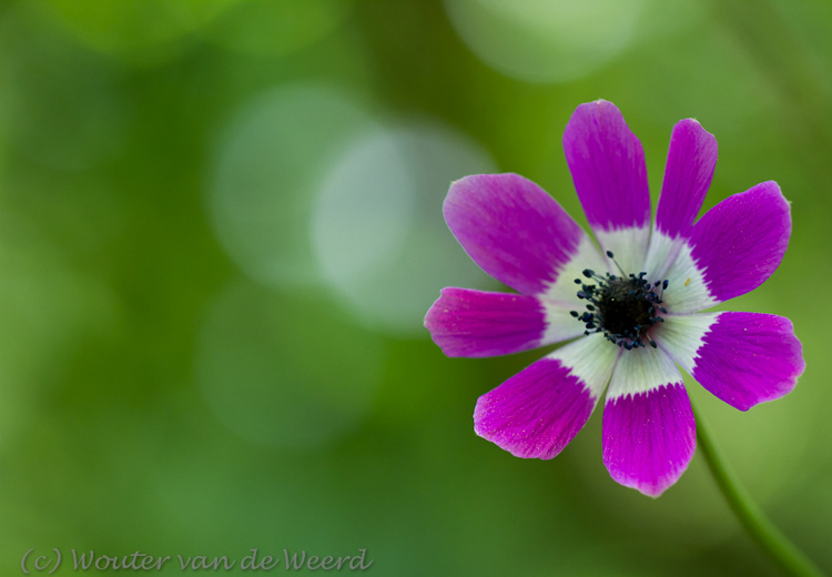 2012-05-04 - Veldanemoon<br/>Lesbos - Griekenland<br/>Canon EOS 7D - 100 mm - f/3.2, 1/320 sec, ISO 400