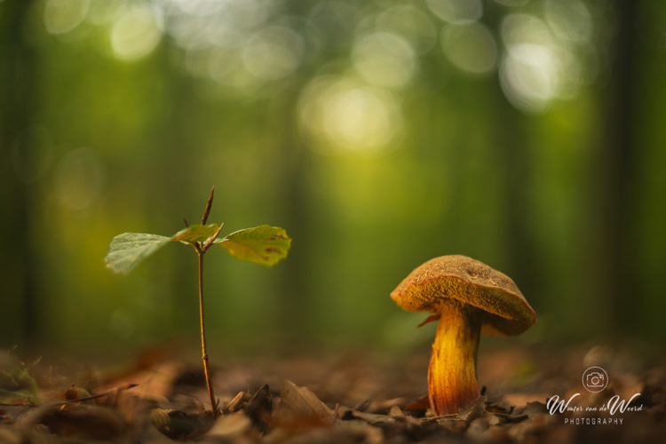 2025-10-10 - Het gesprek<br/>Krakelingsebos - Zeist - Nederland<br/>Canon EOS R5 -  - , 1/320 sec, ISO 800