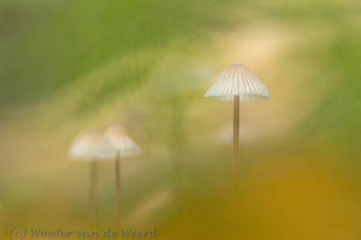 2015-09-26 - Schilderachtige sfeer met paddenstoelen<br/>Maartensdijkse bos - Maartensdijk - Nederland<br/>Canon EOS 5D Mark III - 100 mm - f/3.5, 1/125 sec, ISO 400