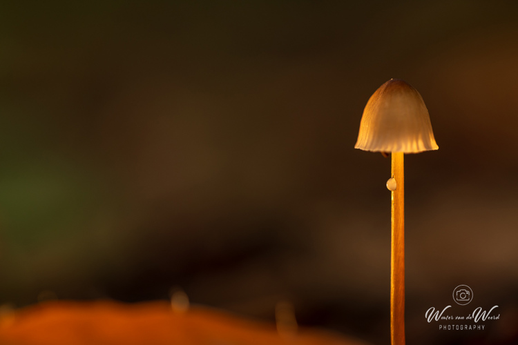 2025-10-10 - Druppeltje<br/>Krakelingsebos - Zeist - Nederland<br/>Canon EOS R5 - 100 mm - f/3.2, 1/60 sec, ISO 800