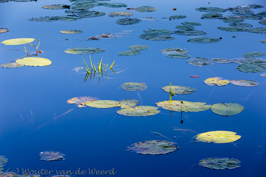 2016-08-19 - Waterleliebladeren<br/>Kiersche Weidepad - Nationaal Park Weerribben-Wieden - Wanneperveen - Nederland<br/>Canon EOS 5D Mark III - 110 mm - f/8.0, 1/160 sec, ISO 200