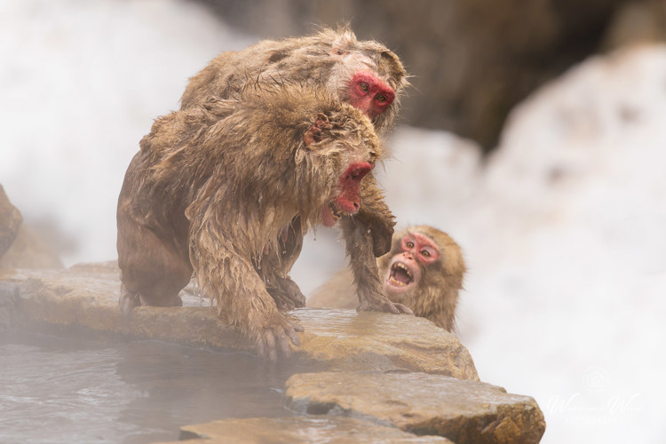 2026-02-14 - Het ging er soms hard aan toe<br/>Jigokudani Monkey Park - Yamanouchi - Japan<br/>Canon EOS R5m2 - 500 mm - f/7.1, 1/640 sec, ISO 640